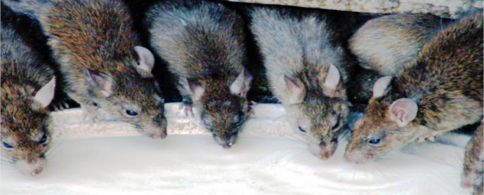 system_BRC_zwalczanie_monitoring